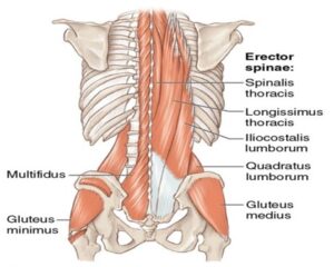 What Is Mechanical Low Back Pain Peak Health Performance