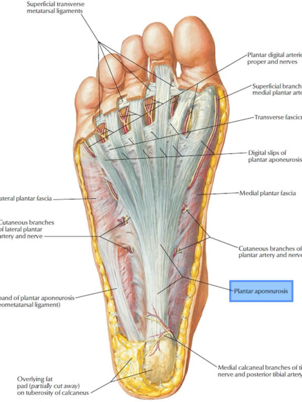 Select Chiropractic and Wellness — Plantar Fasciitis